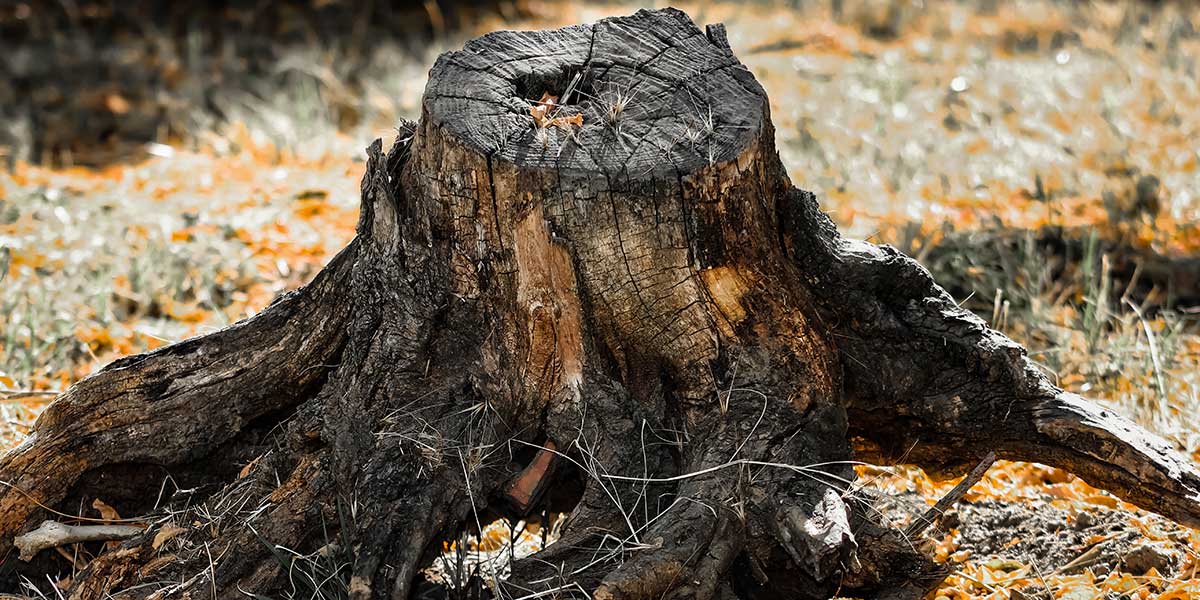 is it safe to burn a tree stump