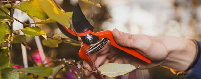 tree pruning mistakes