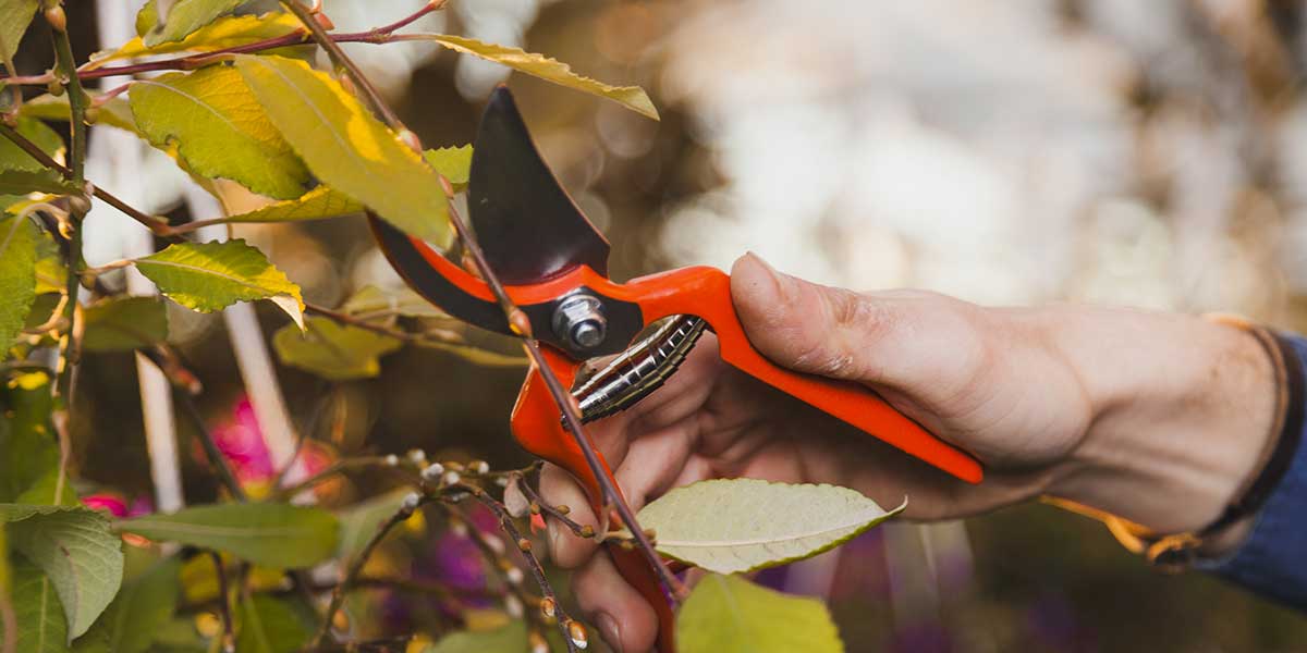 tree pruning mistakes