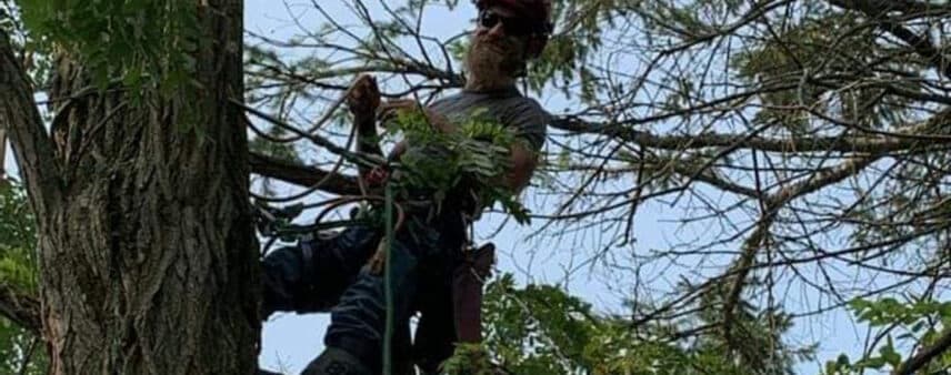 how often to trim trees