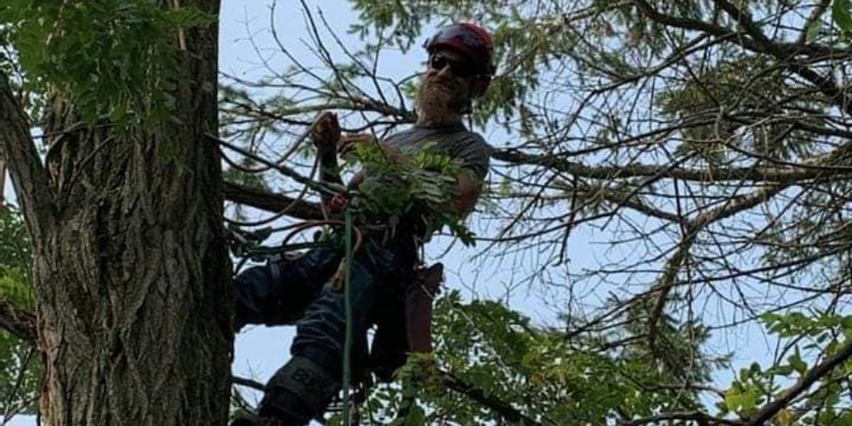 how often to trim trees