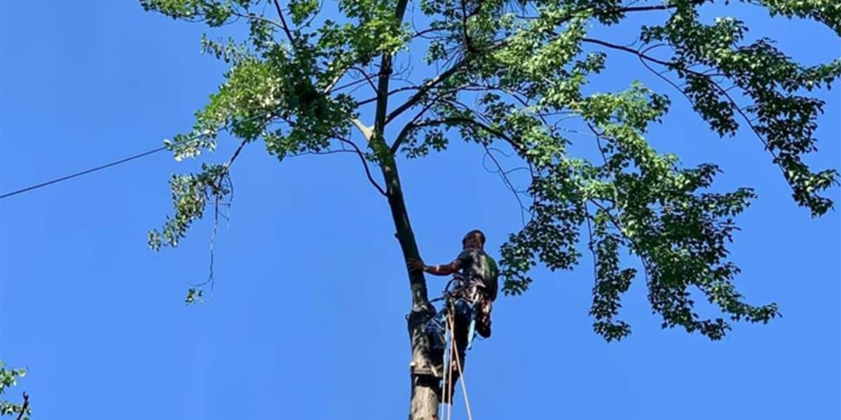 pruning tall trees