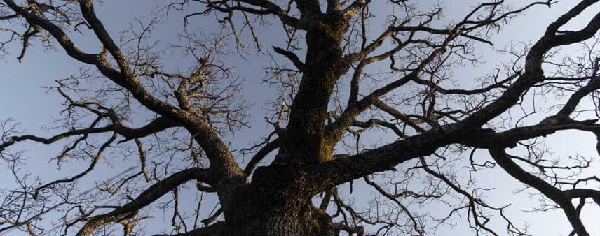 how long can a dead tree stand
