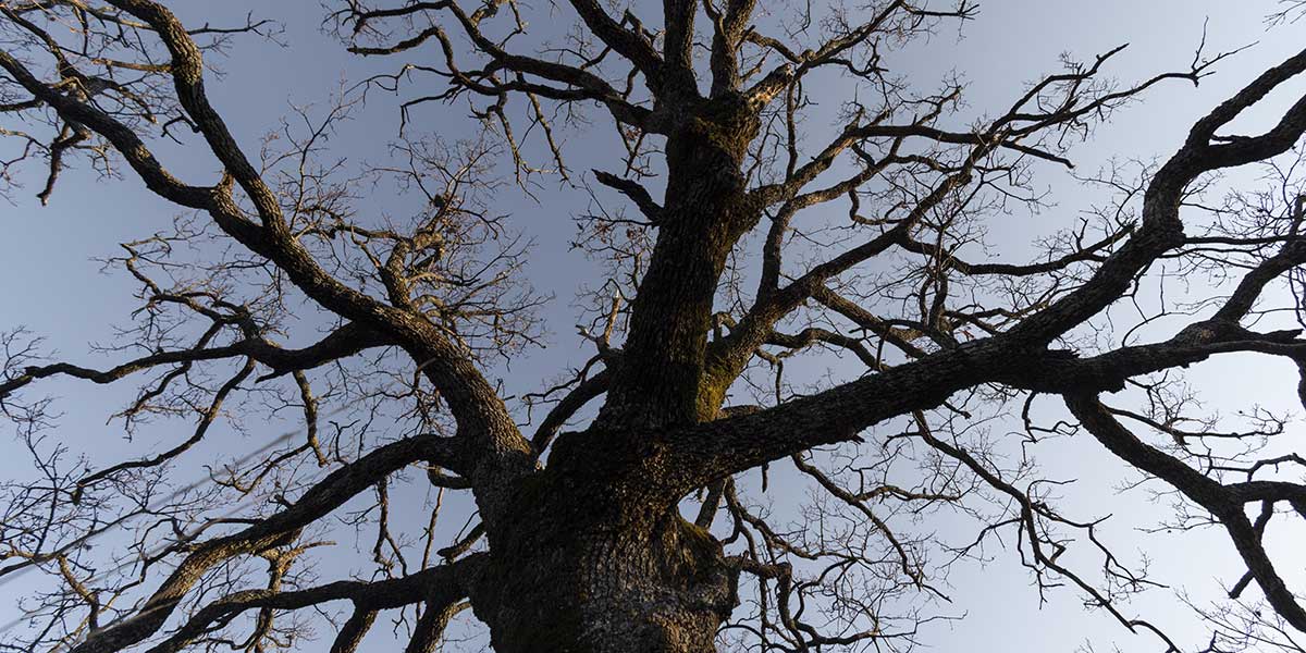 how long can a dead tree stand