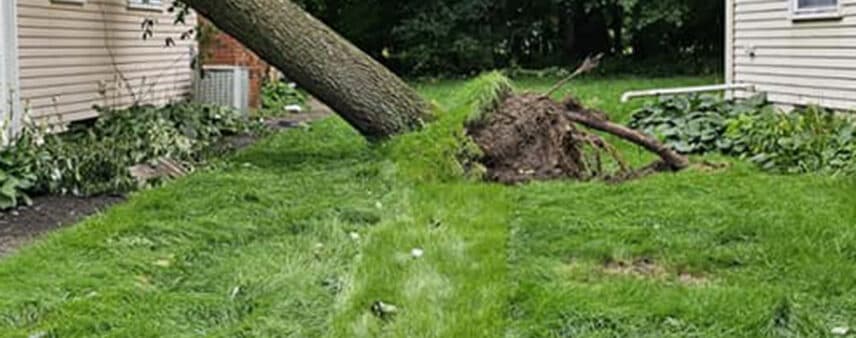 can an uprooted tree be saved