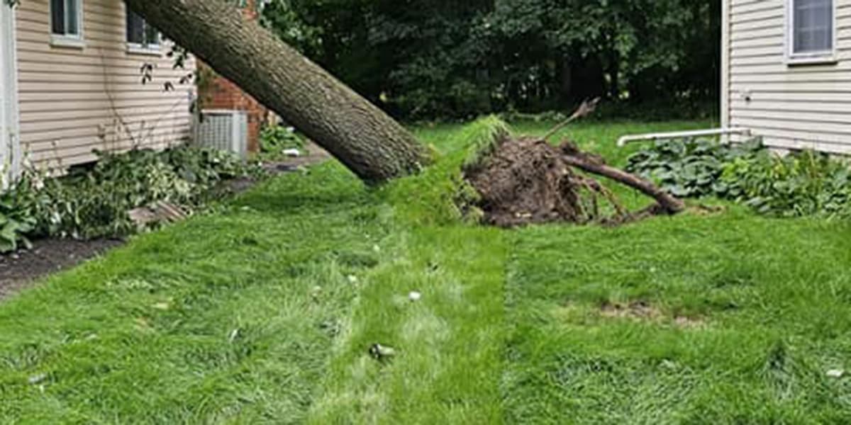 can an uprooted tree be saved
