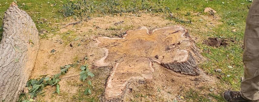 what to do after stump grinding