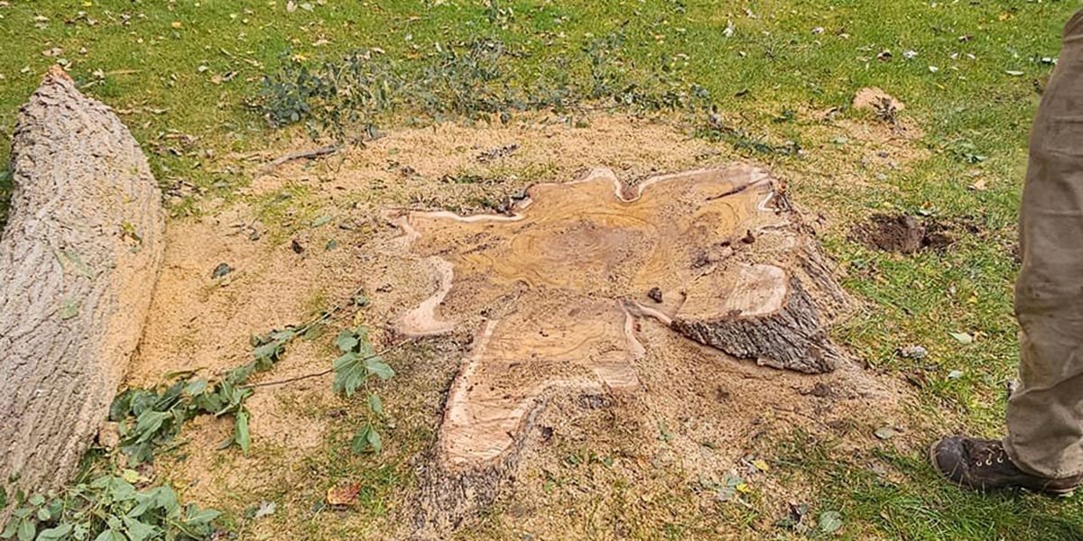 what to do after stump grinding