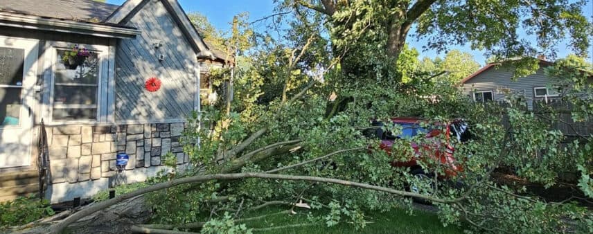 how much wind can a tree withstand
