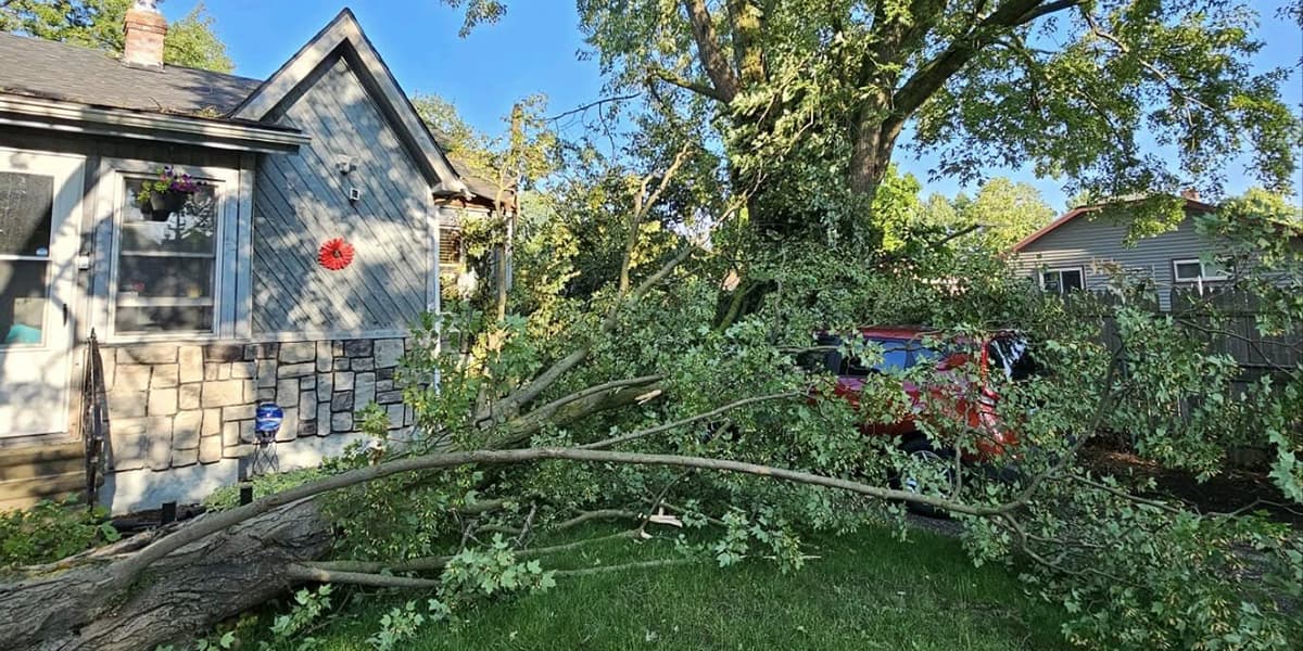 how much wind can a tree withstand