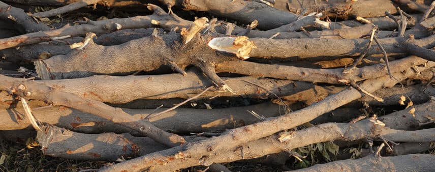 what to do with branches after pruning