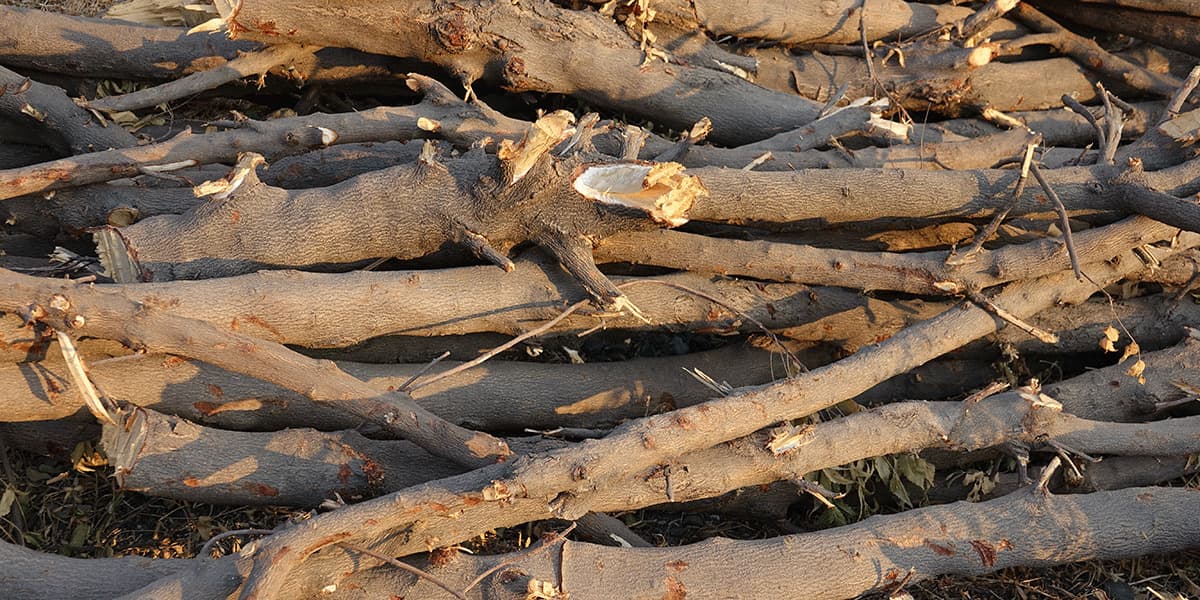 what to do with branches after pruning