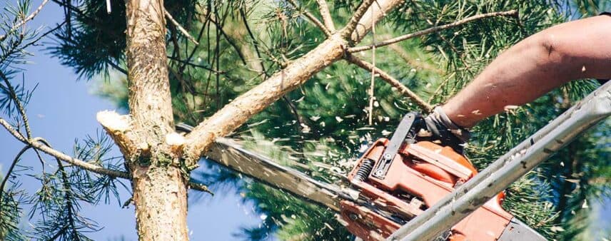 diy tree trimming