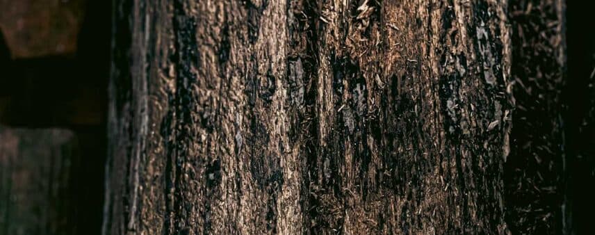 tree bark turning black