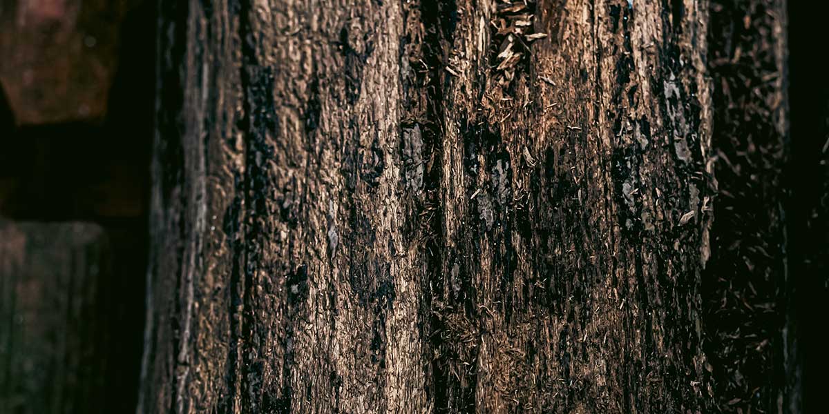 tree bark turning black