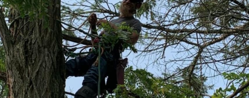 Otto Tree Service crew safely removing a dead limb from a residential Maple.