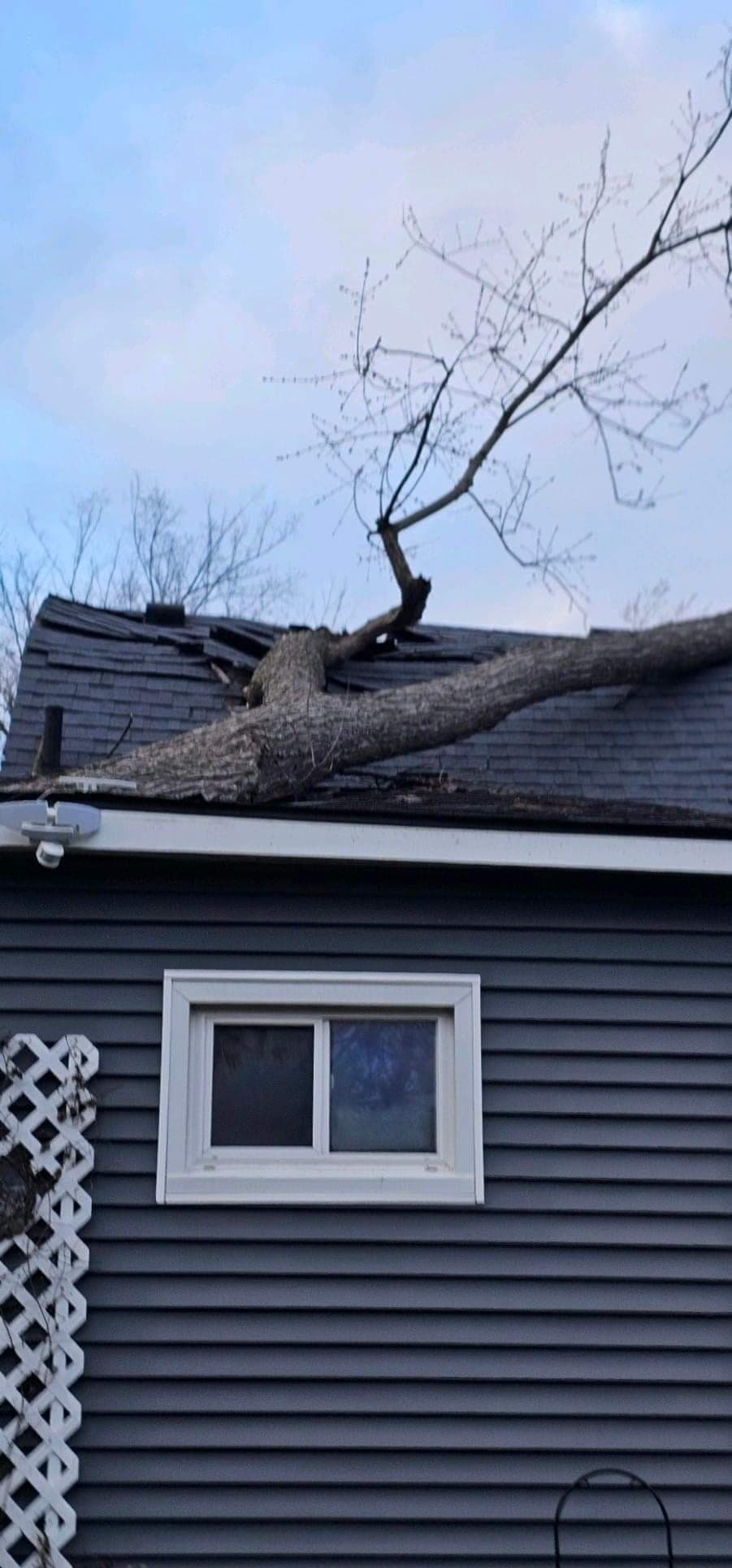 An Unstable Tree on the Homeowner’s Roof Required a Clear Plan and Precise Work From Otto Tree Service