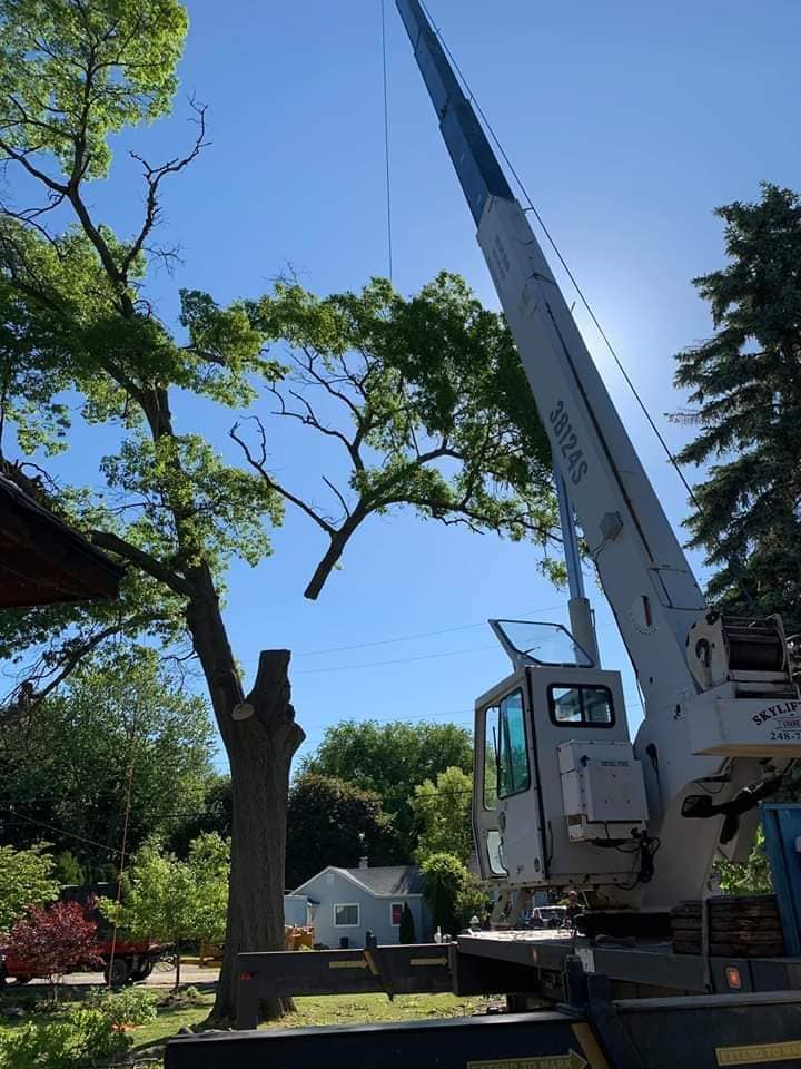 Breaking Down a Giant Oak Piece by Piece