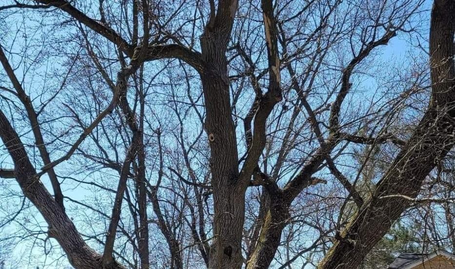 Complicated Hazardous Tree Removal Service