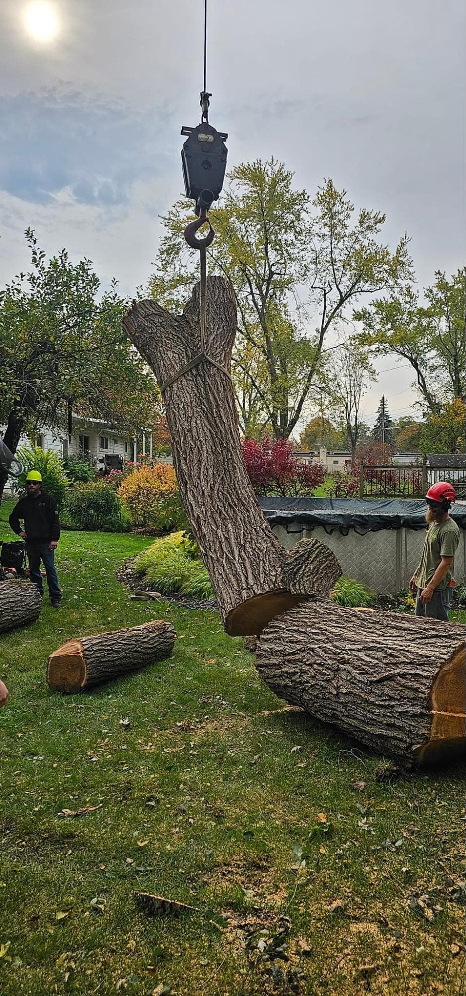 Crane-Assisted Ash Tree Removal by Otto Tree Service in Bloomfield Hills, MI 2