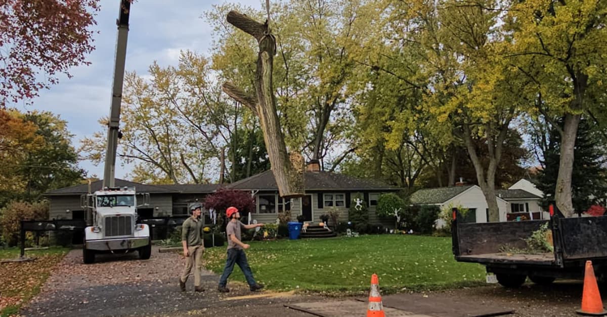 Crane-Assisted Tree Removal