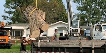 Crane-Assisted Tree Removal