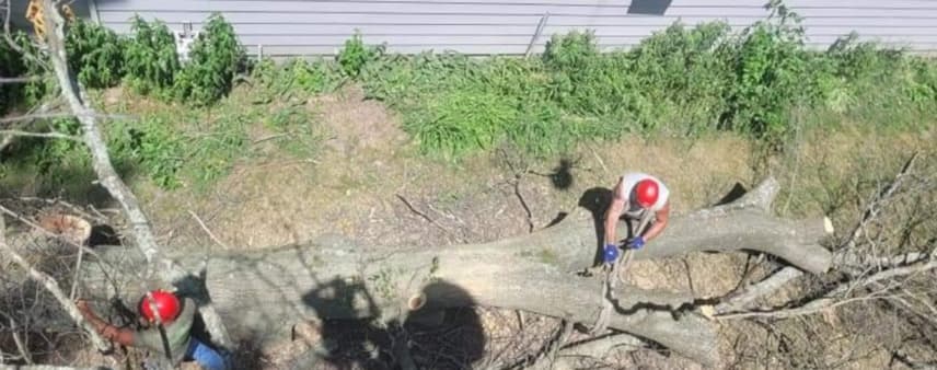 A homeowner reviewing city tree ordinances before a removal project in Waterford, MI