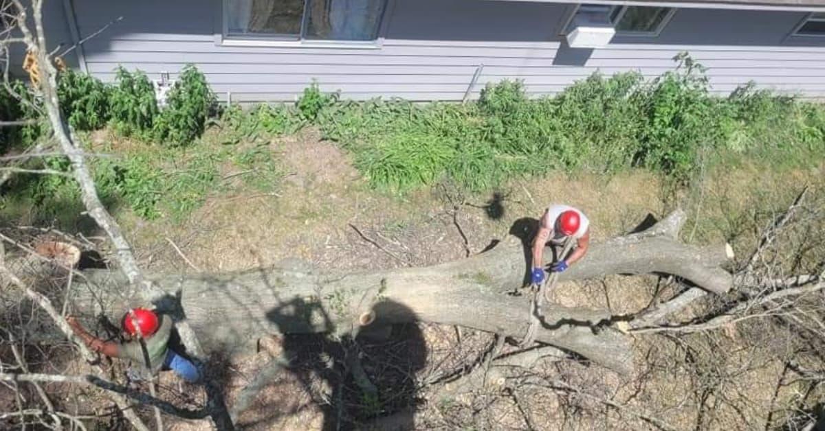 A homeowner reviewing city tree ordinances before a removal project in Waterford, MI