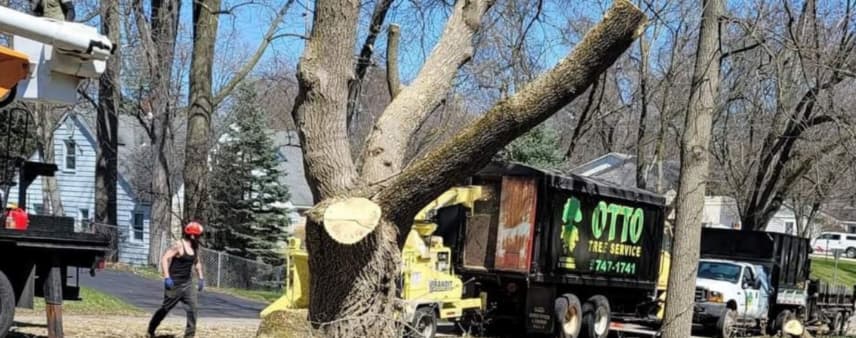 A dying Ash tree with significant canopy thinning from EAB