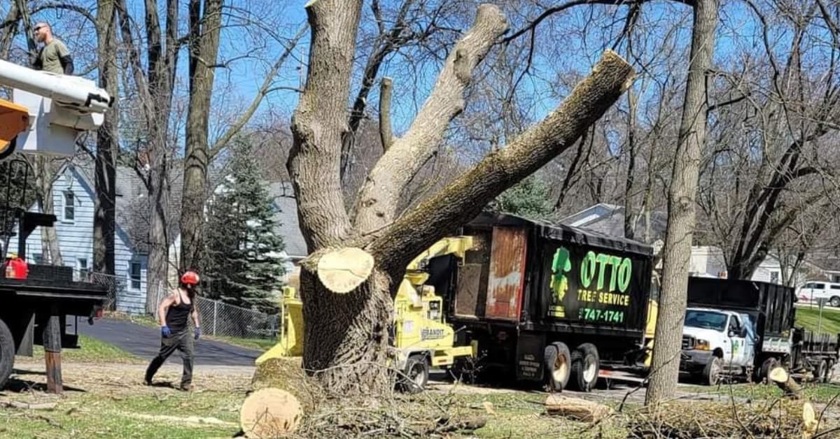 A dying Ash tree with significant canopy thinning from EAB