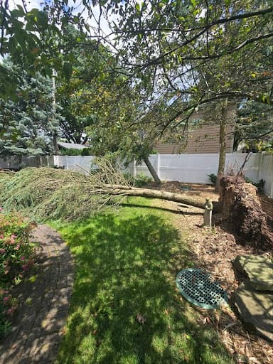Managing a Large Pine in a Tight Backyard Setting