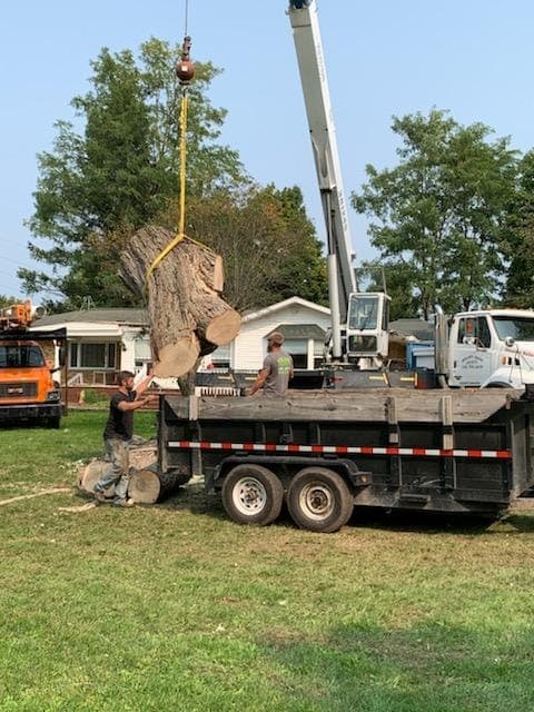 Oak Tree removal Waterford, MI