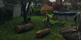 Ornamental Tree Trimming