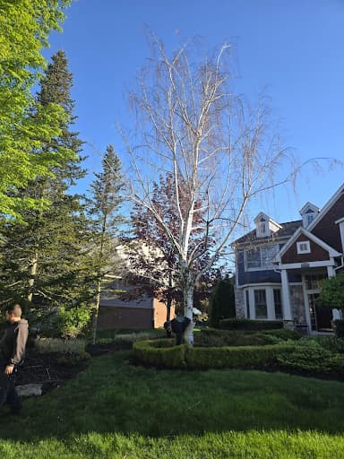 Otto Tree Service Helped a Homeowner With Safe Tree Removal Services in Novi, MI