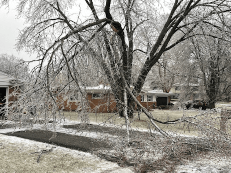 Tree Removal and Stump Grinding in Royal Oak, MI