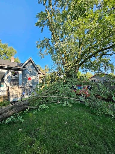 Tree Removal in Auburn Hills