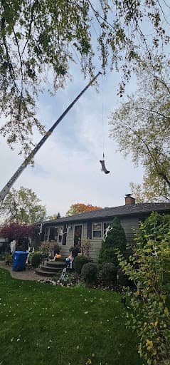 Tree Removal in Auburn Hills
