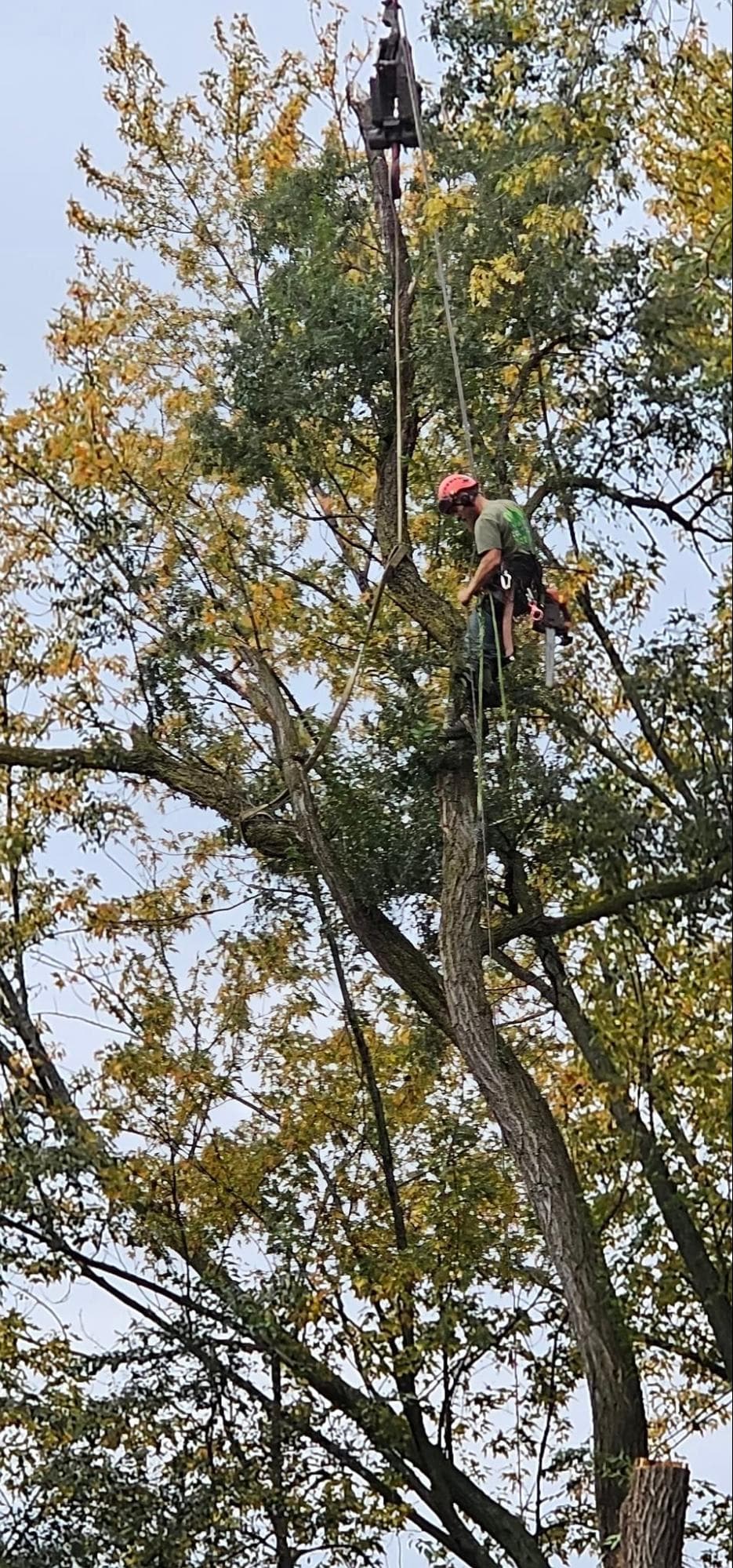 Tree Removal in Bloomfield Hills