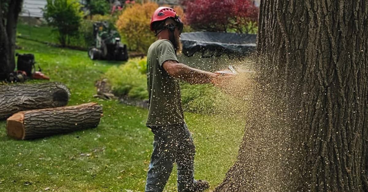 Tree Removal in Waterford and Oakland County, MI