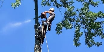 Tree Trimming and Pruning