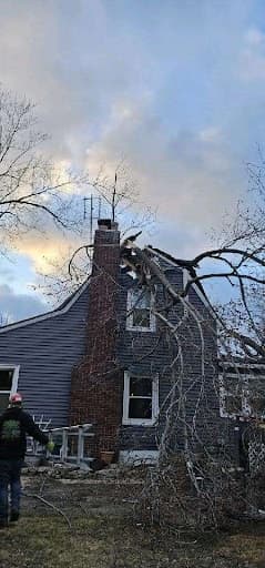 Why Otto Tree Service Was the Right Choice for a Tree Hazard Assessment and Removal in Waterford