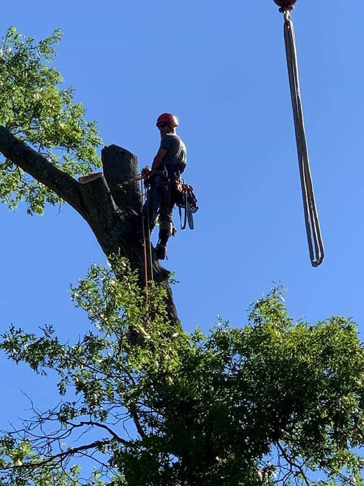 Why This Tree Removal Needed Special Equipment