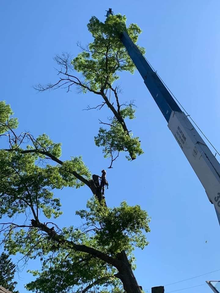 large hazardous tree removal and stump grinding