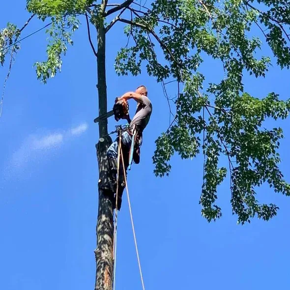 tree-removal-auburn-hills-mi