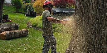 tree removal