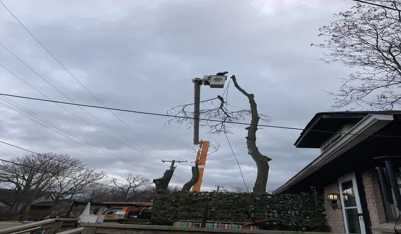 tree-service-bloomfield-hills-mi