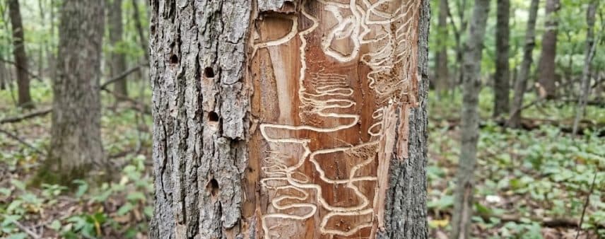 Emerald ash borer damage on ash tree in Oakland County, Michigan, showing D-shaped exit holes in bark and S-shaped larval galleries beneath the surface