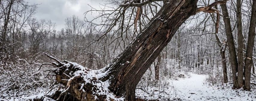 Mature Southeast Michigan tree showing frost cracks, leaning root plate, and winter damage before spring storm season