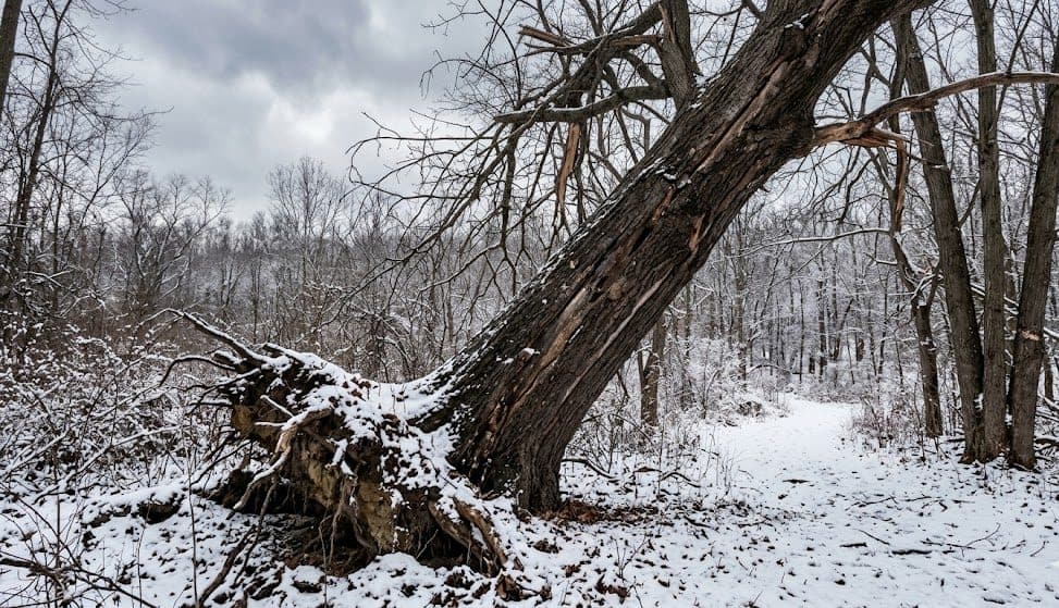 Mature Southeast Michigan tree showing frost cracks, leaning root plate, and winter damage before spring storm season
