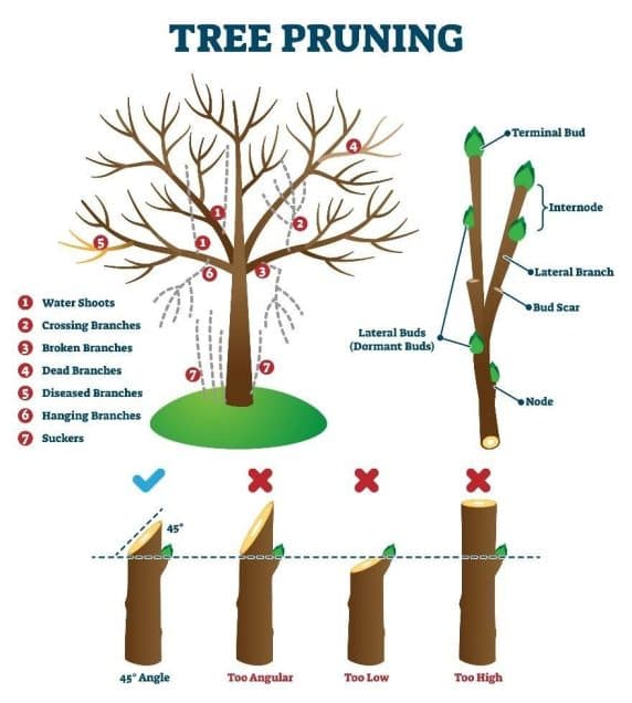 native tree pruning